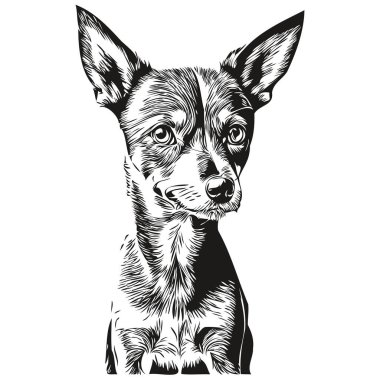 Minyatür Pinscher köpek yüzlü vektör portresi, komik ana hatlı hayvan tasviri beyaz arka plan gerçekçi evcil hayvan.
