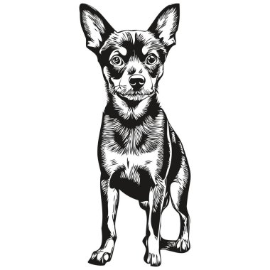 Minyatür Pinscher köpek yüz vektör portresi, komik ana hatlı hayvan çizimi beyaz arka plan gerçekçi hayvan silueti