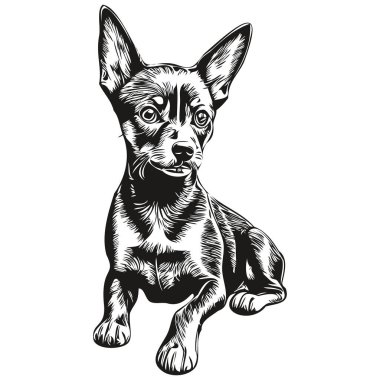 Minyatür Pinscher köpek yüz vektör portresi, komik ana hatlı hayvan çizimi beyaz arkaplan çizimi