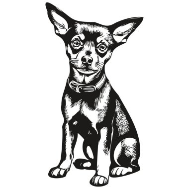 Minyatür Pinscher köpek çizgisi çizimi, vektör içinde siyah ve beyaz mürekkep çizimi.