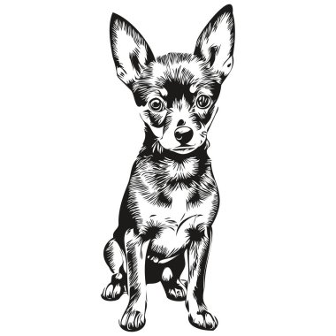 Minyatür Pinscher köpek hayvan silueti, hayvan çizgisi çizimi el çizimi siyah beyaz vektör gerçekçi hayvan cins.