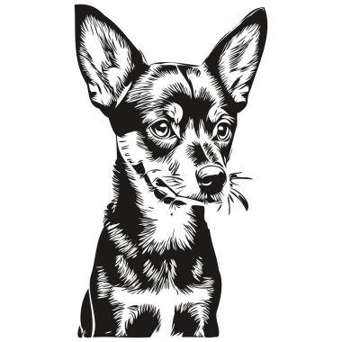 Minyatür Pinscher köpek hayvan silueti, hayvan çizgisi çizim eli siyah-beyaz vektör çizimi