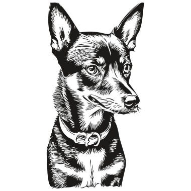 Vektör içinde minyatür Pinscher köpek portresi, dövme veya tişört izi çizimi için hayvan eli çizimi