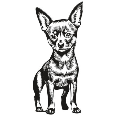 Vektör içinde minyatür Pinscher köpek portresi, dövme veya tişört izi çizimi için hayvan eli çizimi