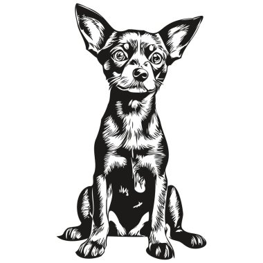 Minyatür Pinscher köpeğinin gerçekçi çizimi vektör çizimi, çizgi çizimi köpek yüzü siyah ve beyaz