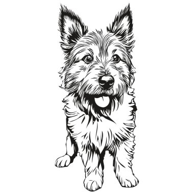 Norwich Terrier köpek yüzlü vektör portresi, komik ana hatlı hayvan tasviri beyaz arka plan gerçekçi hayvan cins.