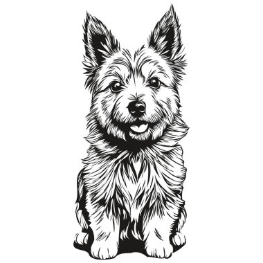 Norwich Terrier köpek oymalı vektör portresi, siyah beyaz çizimle karikatür vintage çizimi