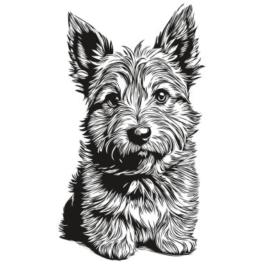 Norwich Terrier köpeği beyaz arkaplanda izole edilmiş resim, baş hayvan çizimi çizimi çizimi