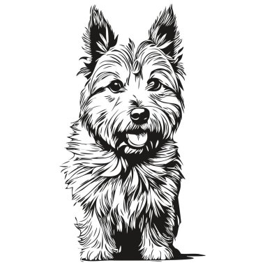 Norwich Terrier köpek çizgisi çizimi, siyah-beyaz mürekkep çizimi vektör gerçekçi evcil hayvan portresi