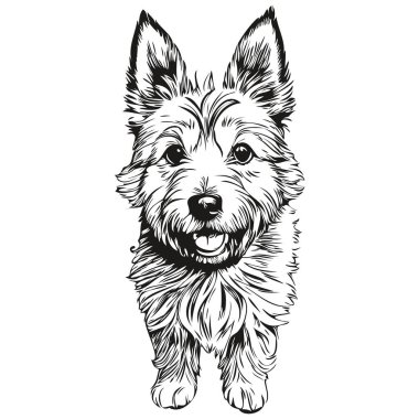 Norwich Terrier köpek taslak çizimi, siyah ve beyaz oyma vektörü