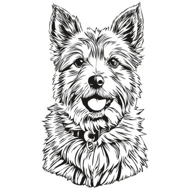 Vektör olarak Norwich Terrier köpek portresi, dövme için hayvan eli çizimi veya tişört baskısı resmi gerçekçi hayvan cins.