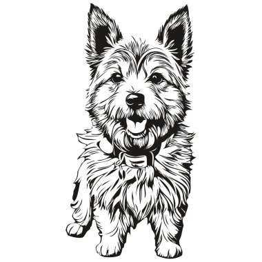 Norwich Terrier köpek gerçekçi çizim vektör, çizgi çizimi köpek yüzü siyah ve beyaz