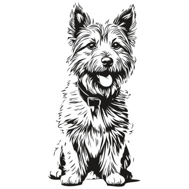 Norwich Terrier köpek vektörü portre çizimi, eskiz vintage tarzı şeffaf arka plan gerçekçi hayvan cins