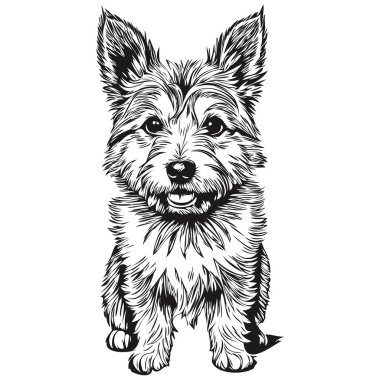 Norwich Terrier köpek vektör grafikleri, elle çizilmiş kalem hayvan çizgisi çizimi gerçekçi hayvan silüeti