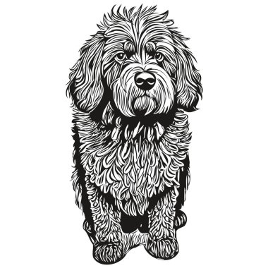 Portekiz Su Köpeği çizim çizimi, beyaz arka planda siyah karakter gerçekçi evcil hayvan.