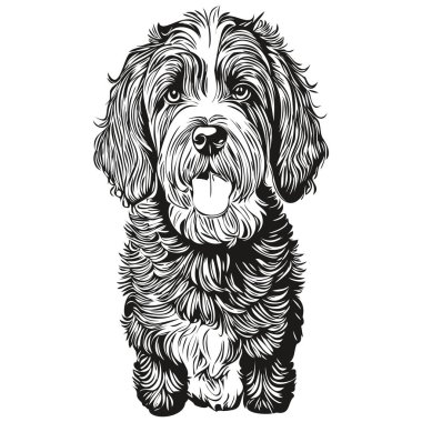 Portekiz Su Köpeği vektörü portresi çiziyor, eskiz klasik tarzı şeffaf arkaplan