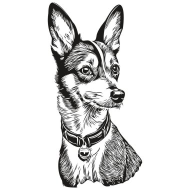 Rat Terrier köpeği, vektör olarak gerçekçi kalem çizimi, çizgi çizimi köpek yüzü siyah ve beyaz gerçekçi evcil hayvan.