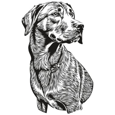 Rodezyalı Ridgeback köpeği vektör olarak gerçekçi kalem çizimi, köpeğin çizim çizimi siyah ve beyaz.