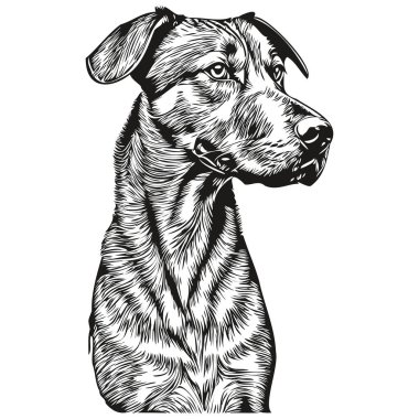 Rodezya sırt köpeği t-shirt 'ü siyah-beyaz, sevimli komik çizim vektörü