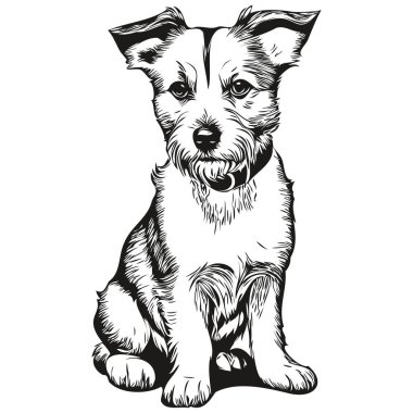 Russell Terrier köpek oymalı vektör portresi, karikatür vintage siyah beyaz çizim