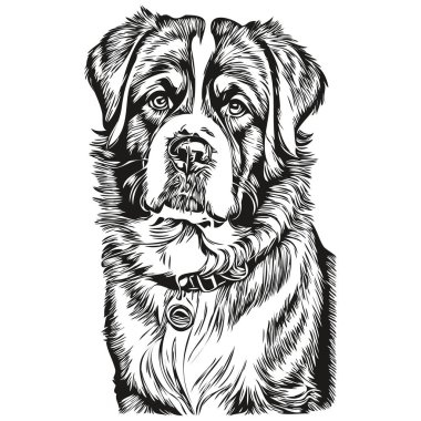 Saint Bernard köpek vektör grafikleri, el çizimi kalem hayvan çizgisi illüstrasyonu