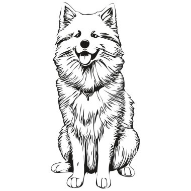Samoyed köpek yüz vektör portresi, komik ana hatlı hayvan tasviri beyaz arka plan gerçekçi evcil hayvan.