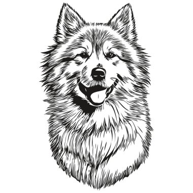 Samoyed köpek kalem el çizim vektörü, taslak çizim hayvan yüz logosu siyah ve beyaz gerçekçi evcil hayvan.