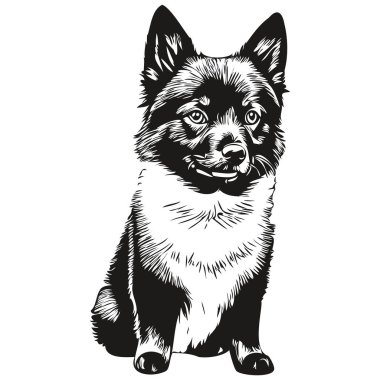 Schipperke köpek yüzü vektör portresi, komik ana hatlı hayvan tasviri beyaz arka plan gerçekçi evcil hayvan.