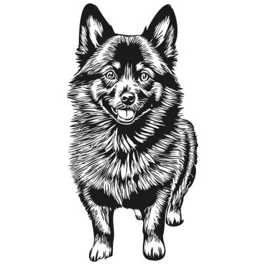 Schipperke köpek kafası çizim vektörü, el çizimi, şeffaf arkaplan