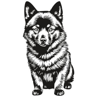 Schipperke köpek logo vektörü siyah beyaz, klasik sevimli köpek kafası oymalı gerçekçi hayvan silueti