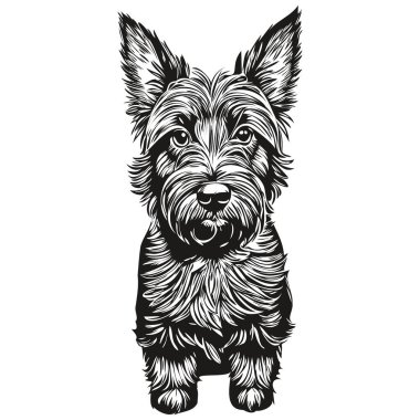 İskoç teriyer köpeği cins çizimi, klipsli hayvan el çizimi siyah beyaz vektör