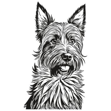 İskoç teriyer köpeği oymalı vektör portresi, karikatür vintage çizimi siyah beyaz gerçekçi evcil hayvan.
