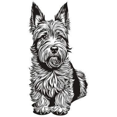 İskoç Terrier köpek yüzü vektör portresi, komik ana hatlı hayvan çizimi beyaz arkaplan çizimi