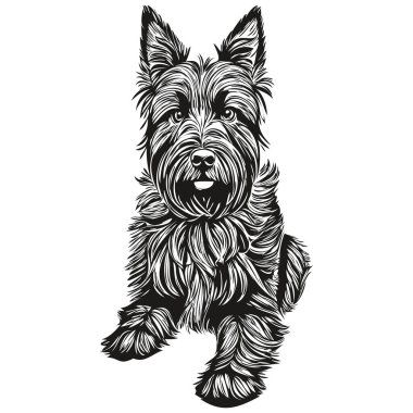 İskoç teriyer köpek yüzü vektör portresi, komik ana hatlı hayvan çizimi beyaz arkaplan