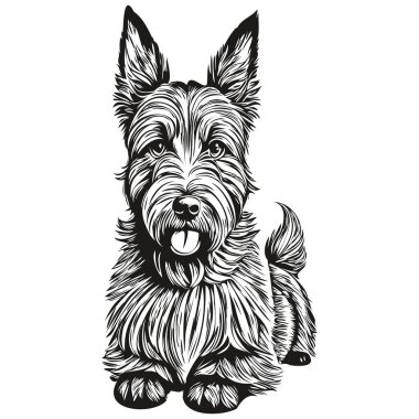 İskoç Terrier köpek kafası çizim vektörü, el çizimi, şeffaf arkaplan