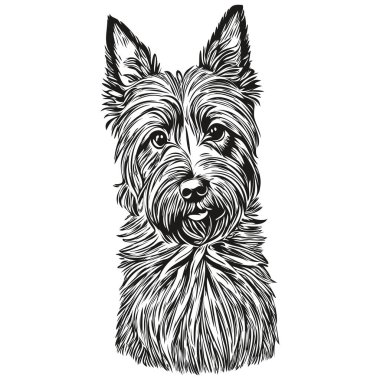 İskoç Terrier köpeği beyaz arka planda izole edilmiş çizim, baş hayvan çizimi çizimi çizimi