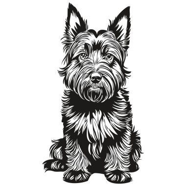 İskoç teriyer köpeği kalem çizimi, beyaz arka plandaki siyah karakter gerçekçi evcil hayvan.