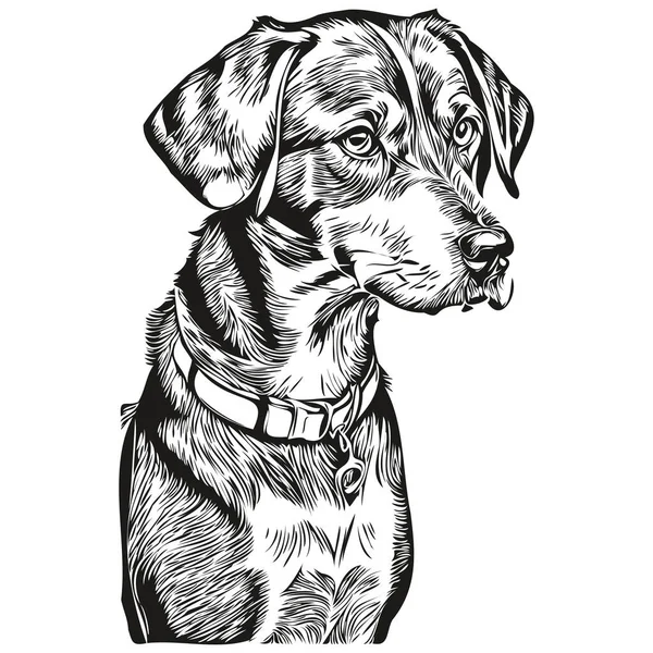 Bluetick Coonhound狗黑色绘图矢量 孤立的人脸绘画素描线图解 — 图库矢量图片