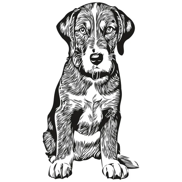 Bluetick Coonhound Dog Black Drawing Vector Isolated Face Painting Sketch — Stock Vector
