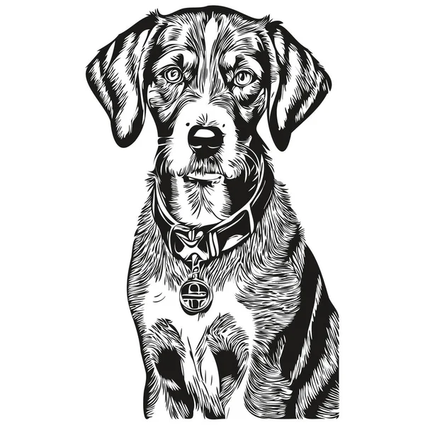 Bluetick Coonhound Hund Ras Linje Ritning Klipp Konst Djur Hand — Stock vektor
