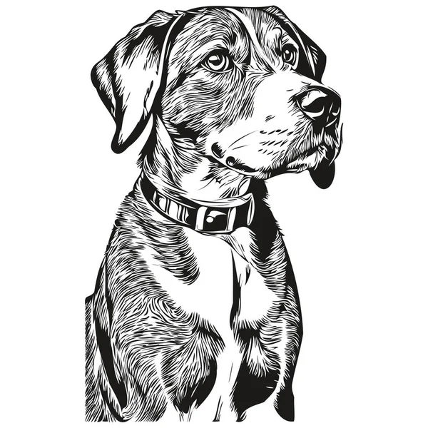 Bluetick Coonhound Hund Ras Linje Ritning Klipp Konst Djur Hand — Stock vektor