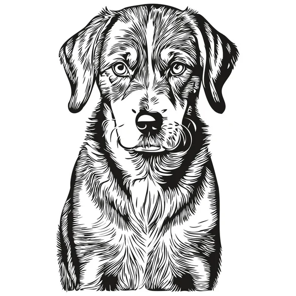 ブルーティックコンハウンド犬刻まれたベクトルの肖像画 黒と白の顔の漫画のヴィンテージ図面 — ストックベクタ
