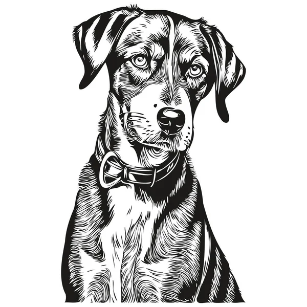 Bluetick Coonhound Pes Rytý Vektorový Portrét Tvář Karikatura Vinobraní Kresba — Stockový vektor