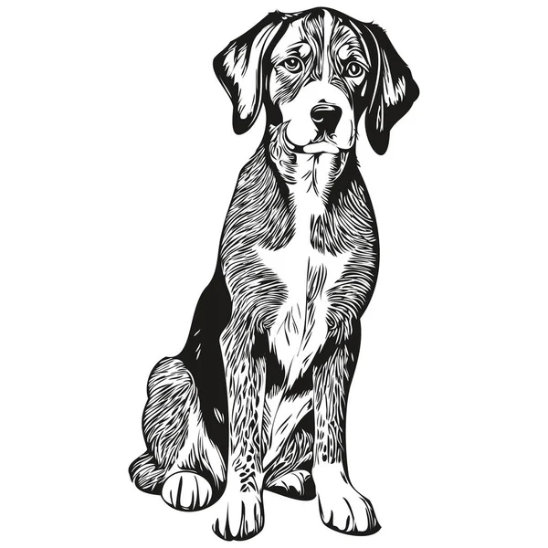 ブルーティックコンハウンド犬刻まれたベクトルの肖像画 黒と白の現実的な品種のペットで顔の漫画のヴィンテージ図面 — ストックベクタ
