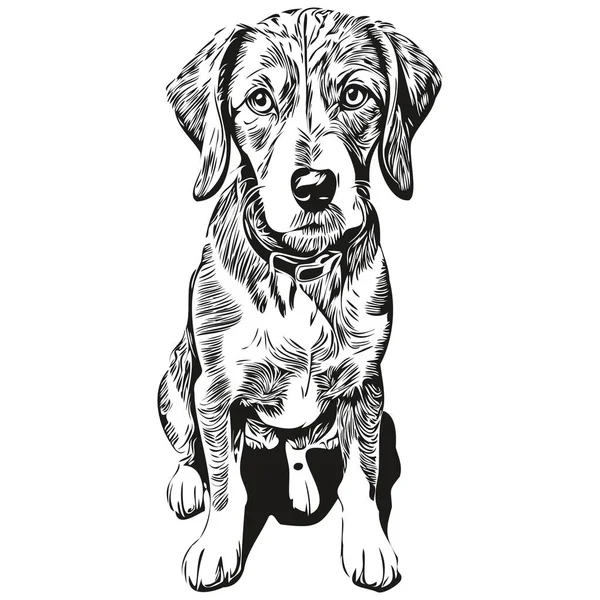 Bluetick Coonhound Chien Visage Vecteur Portrait Drôle Contour Animal Illustration — Image vectorielle