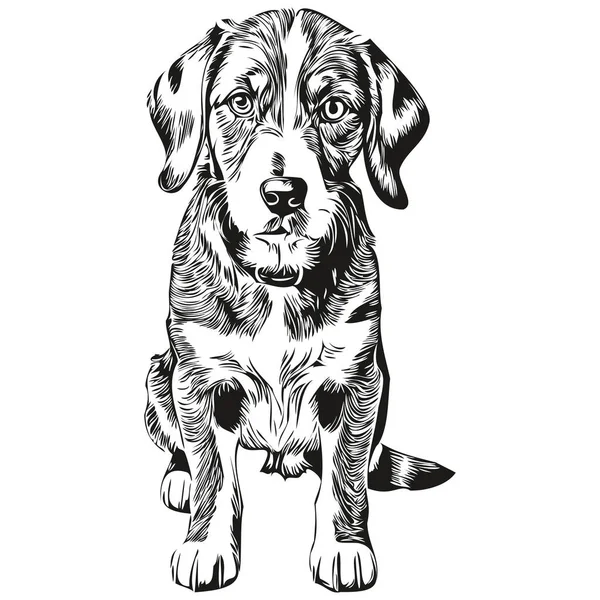 Bluetick Coonhound Kutya Arc Vektor Portré Vicces Vázlat Kisállat Illusztráció — Stock Vector