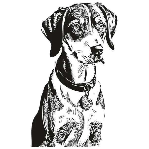 Bluetick Coonhound Dog Face Vector Portrait Funny Outline Pet Illustration — 스톡 벡터