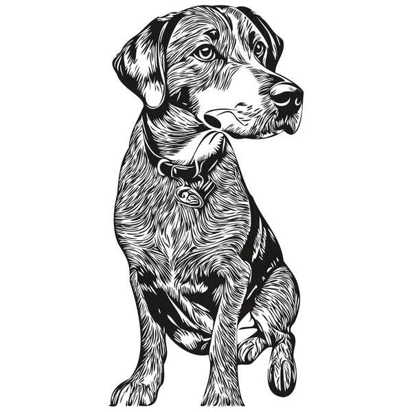Bluetick Coonhound Hund Hand Dras Logotyp Ritning Svart Och Vit — Stock vektor