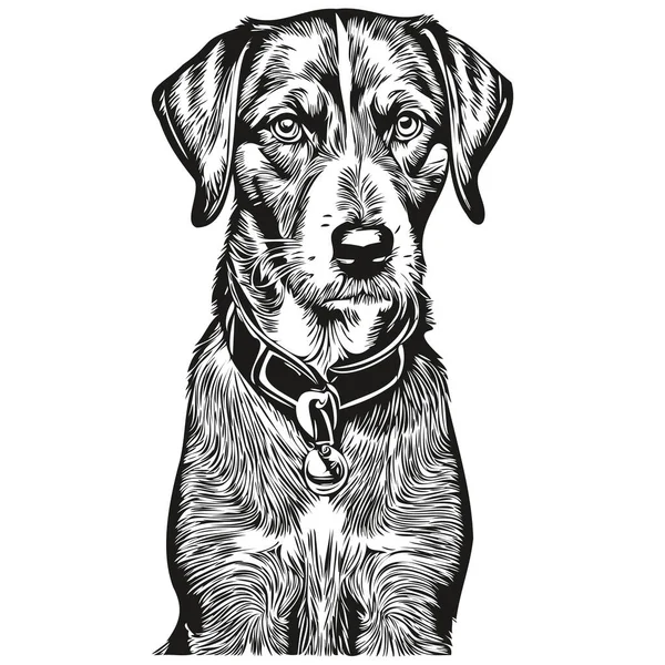 Bluetick Coonhound Köpek Eli Siyah Beyaz Çizgi Çizen Resim Çizimi — Stok Vektör
