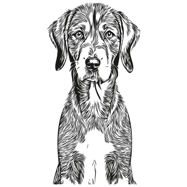 Bluetick Coonhound Cão Cabeça Linha Desenho Vetor Desenhado Mão Ilustração — Vetor de Stock